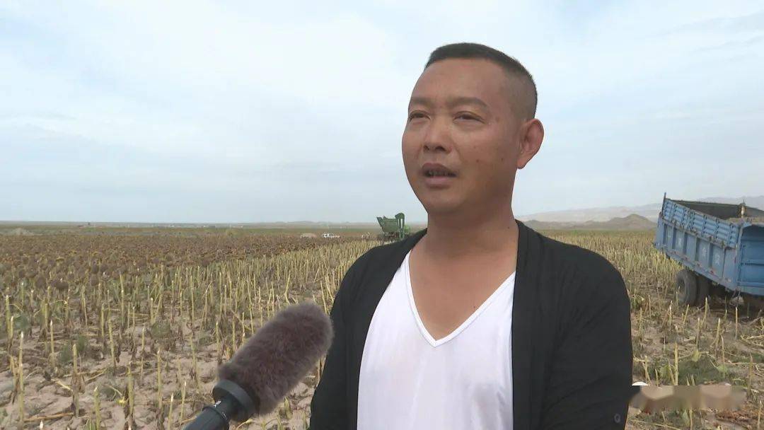 【走向我们的小康生活】景泰县寺滩乡万亩食葵喜迎丰收
