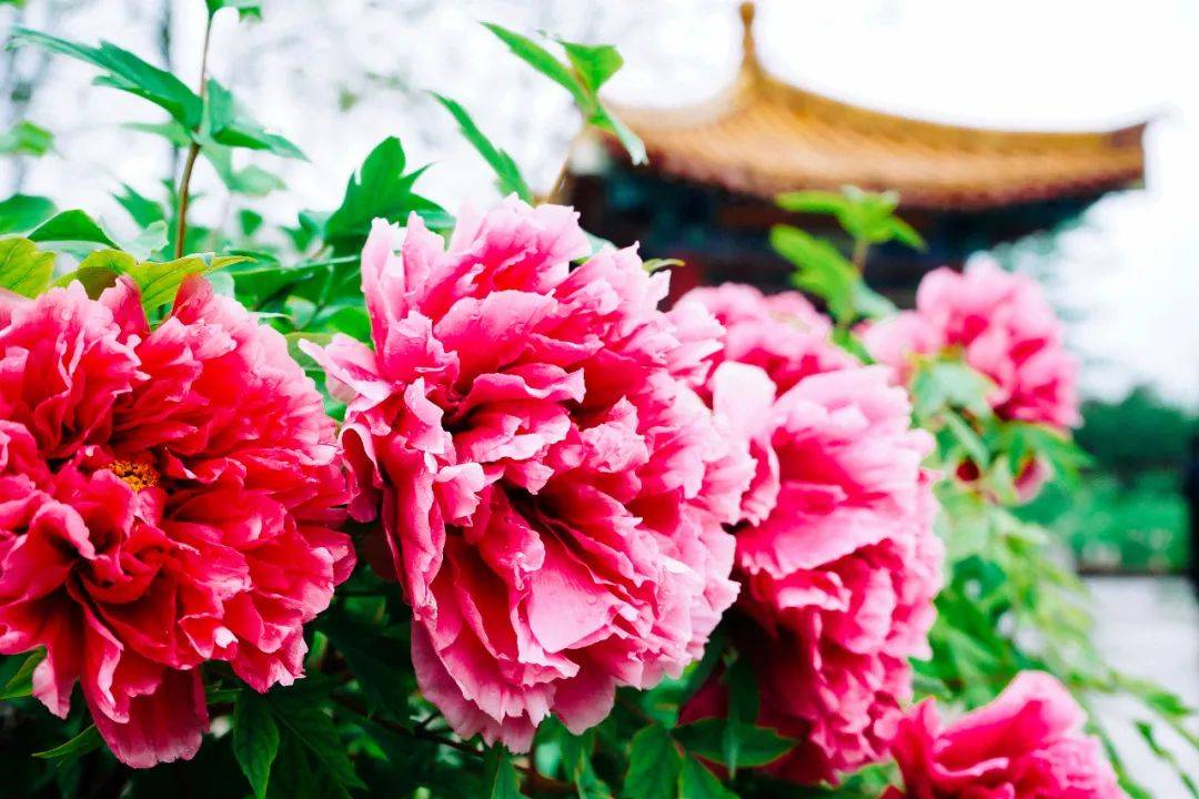 中国|河南，中！