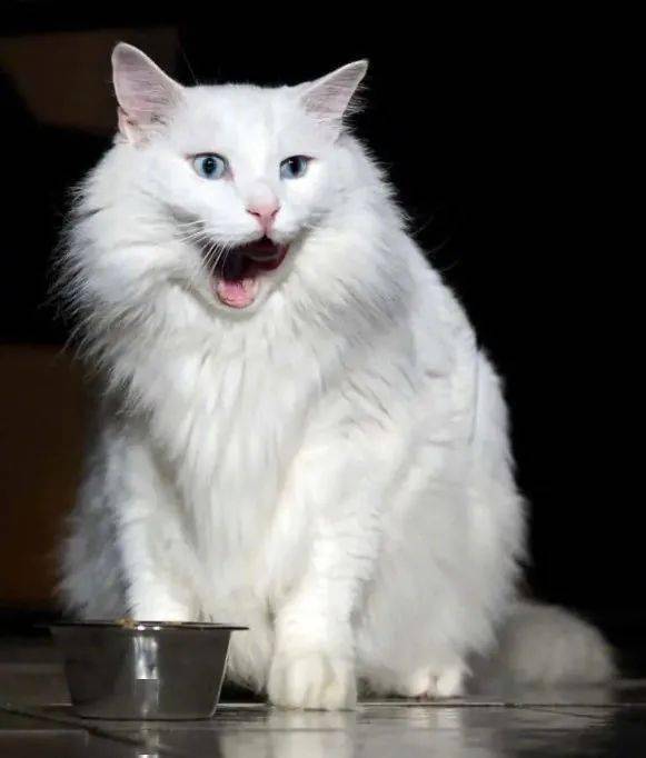 在街边遇到一只白色流浪猫,看起来很脏,带回去养一年后!
