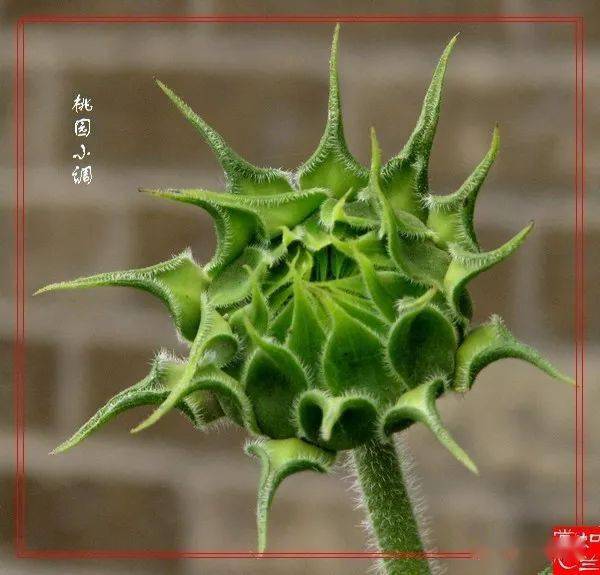 小米是什么植物长出来的 1ec64bde4b574cdf9cedc4a8b1cb6fc1.jpeg