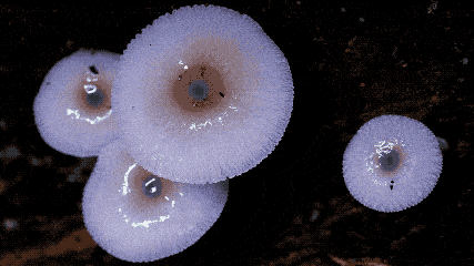 4a5442e2ff1a4d14ac4dedec93ba964e.gif
