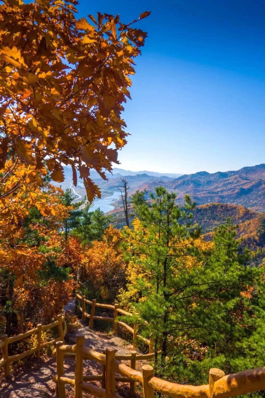 秋登金祖峰醉赏五花山