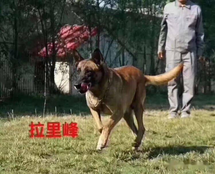 中国一代老血马犬种母赏析二