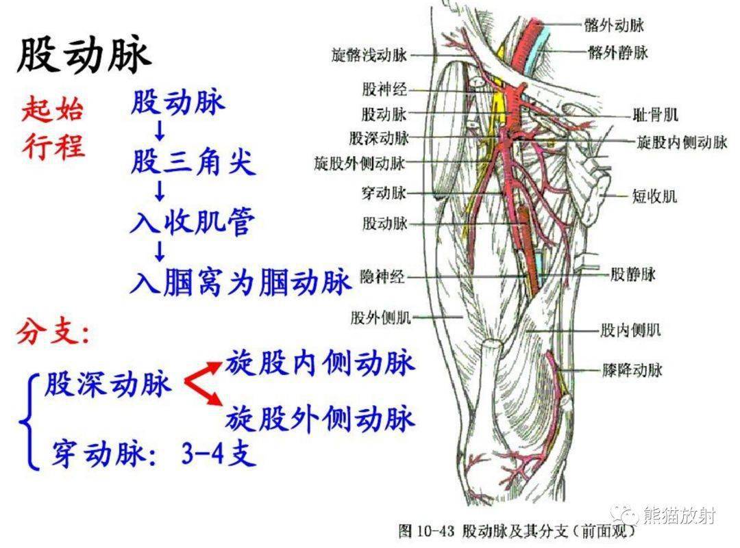 下肢血管解剖及cta检查_手机搜狐网