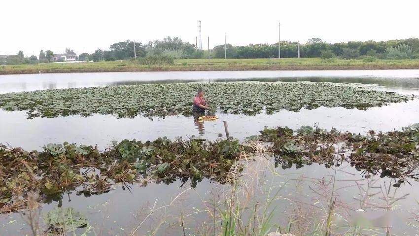 秋风起菱角鲜丹阳本地红菱上市