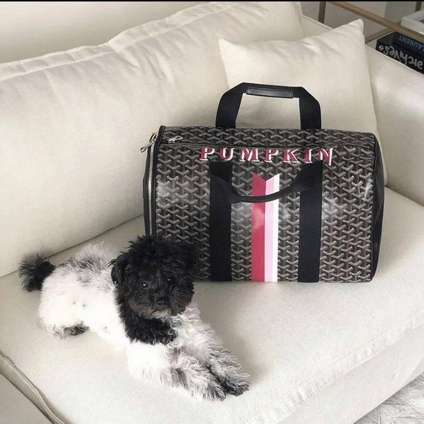 宠物|萌宠时尚｜毛孩子们时髦起来一点也不输主人！