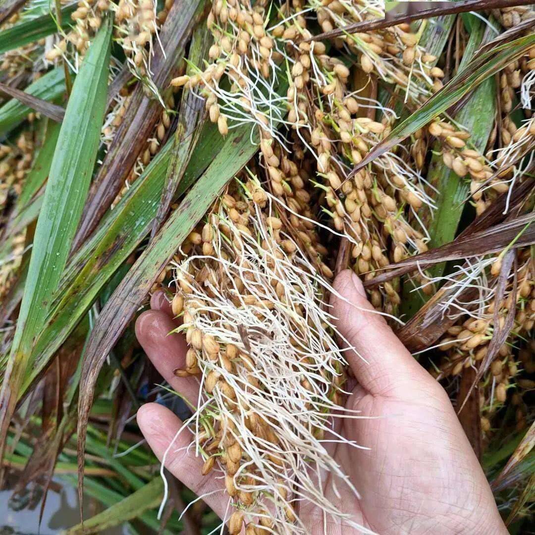 穗发芽的稻谷含水量比较高,抢收后要及时晒干或烘干,若不及时晒干或