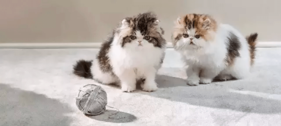 宠物|萌宠时尚｜毛孩子们时髦起来一点也不输主人！