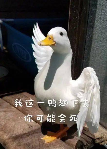 aeea2a21b032482597a93e6afa7654a5.jpeg