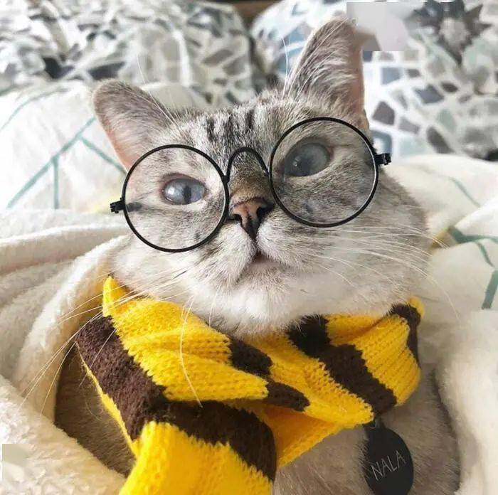 宠物|萌宠时尚｜毛孩子们时髦起来一点也不输主人！