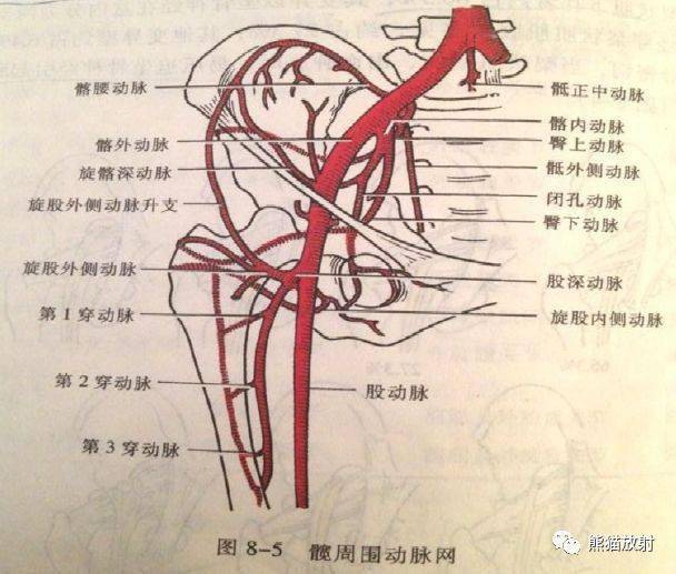 下肢血管解剖及cta检查