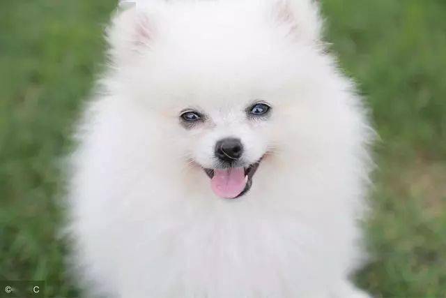 可爱的小博美在任何人的眼中都是非常漂亮和干净的,尤其是那一身蓬松