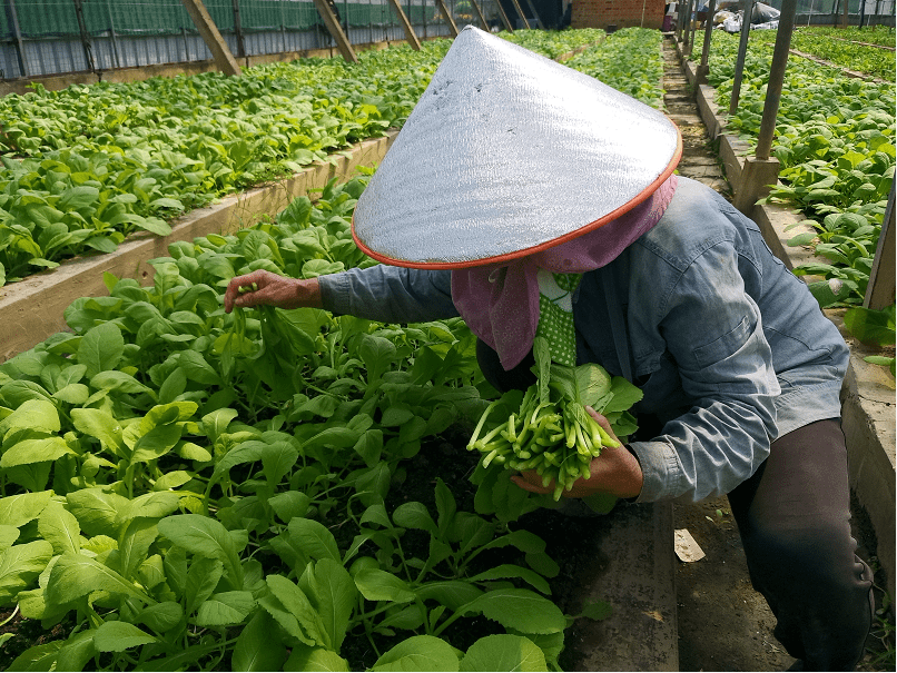 现在可种什么当季蔬菜 1a34b1e0400f41d9a5efc9784b54589c.png