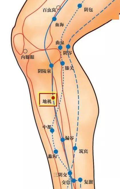 灵兰风曲足太阴脾经地机穴