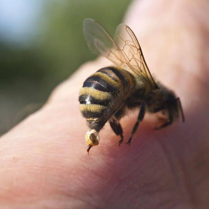 专家介绍,蜂类的尾巴有一根硬刺,  这根刺连接着它身体里的内脏,这个