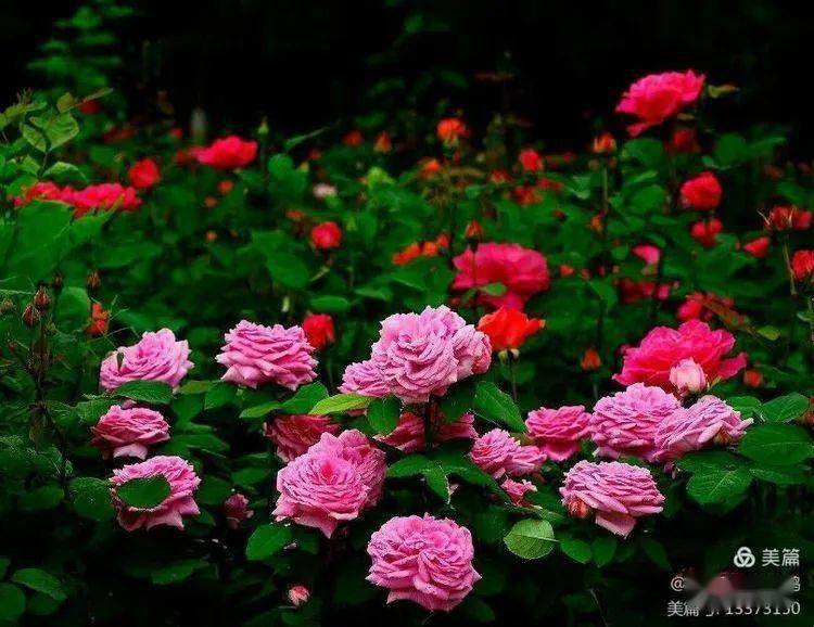 飞雪|累并快乐着//飞雪