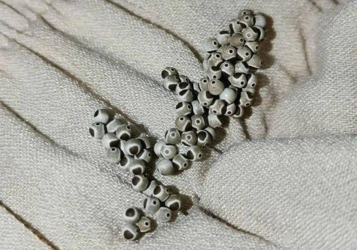 高手|这么香的小东西，竟然是除虫高手！？