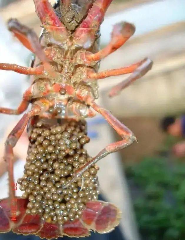 点击查看更多订阅内容 小龙虾作为甲壳类水生生物,打洞避暑御寒抱卵