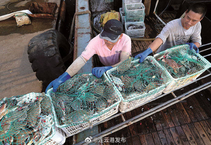 上岸|连云港海产品上市！