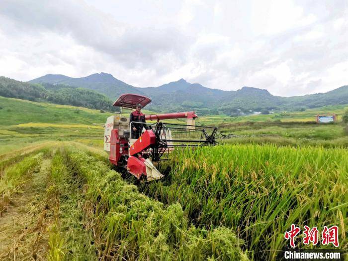 福建|金色稻田说丰年 福建“联合梯田”铺“致富路”