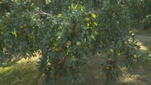 大枣树"小盆栽",茌平六旬老汉的大枣情怀