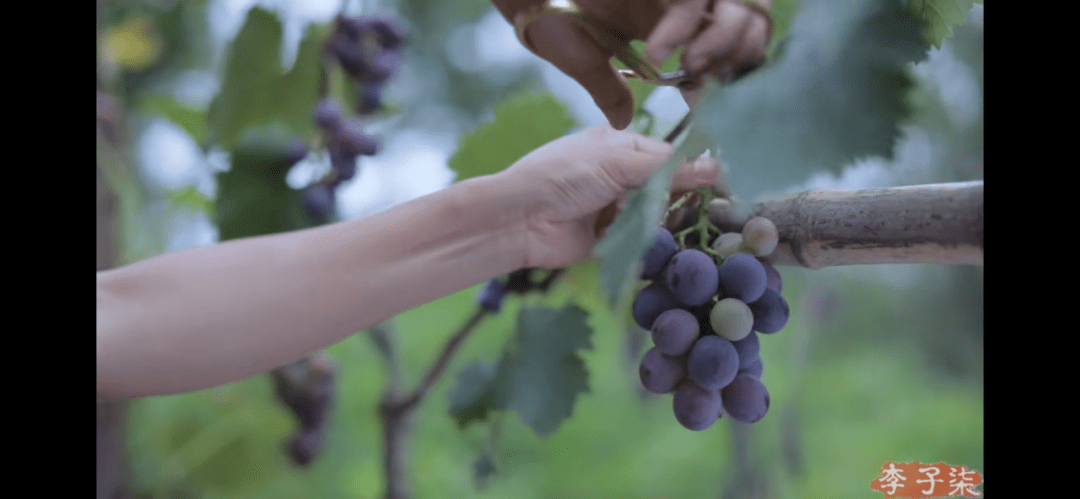 葡萄|可能不是美酒是“毒药”惊！李子柒的自酿葡萄酒