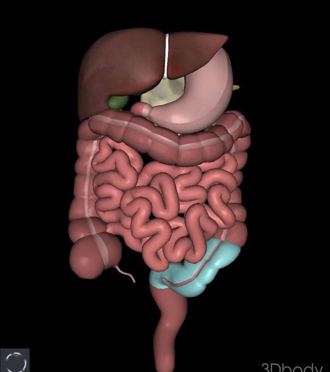肠子的结构图-图库-五毛网