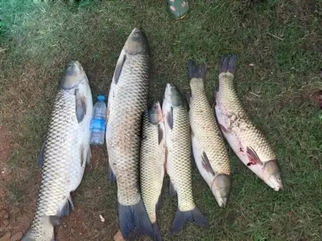 什么是双铅钓鱼法 c314f7040e7b4cc683cfd1c8d817a851.jpeg