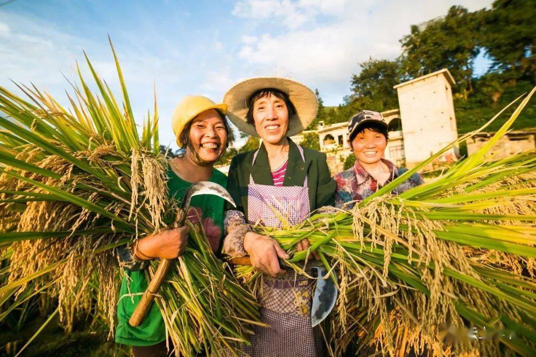 年度大片!毕节各地丰收图赏