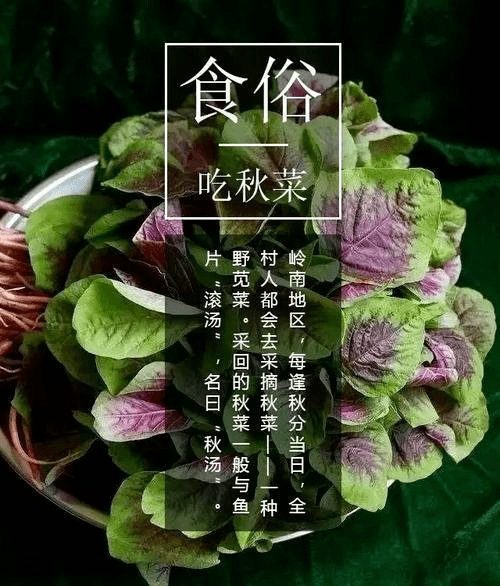 吃秋菜