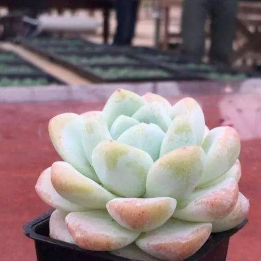 多肉种植经验分析 4f766d2c55324892a72a34b3e509a2d0.jpeg