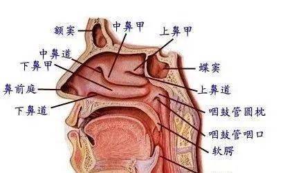 【关注】鼻子反复出血,一查竟是癌?