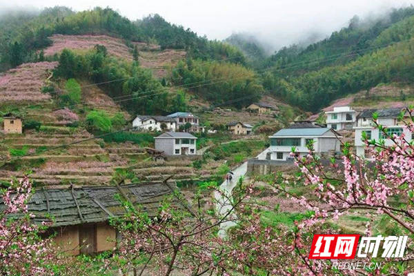 湘村振兴·产业兴旺丨平乐村:小小一颗果 勾出乡村美好画卷