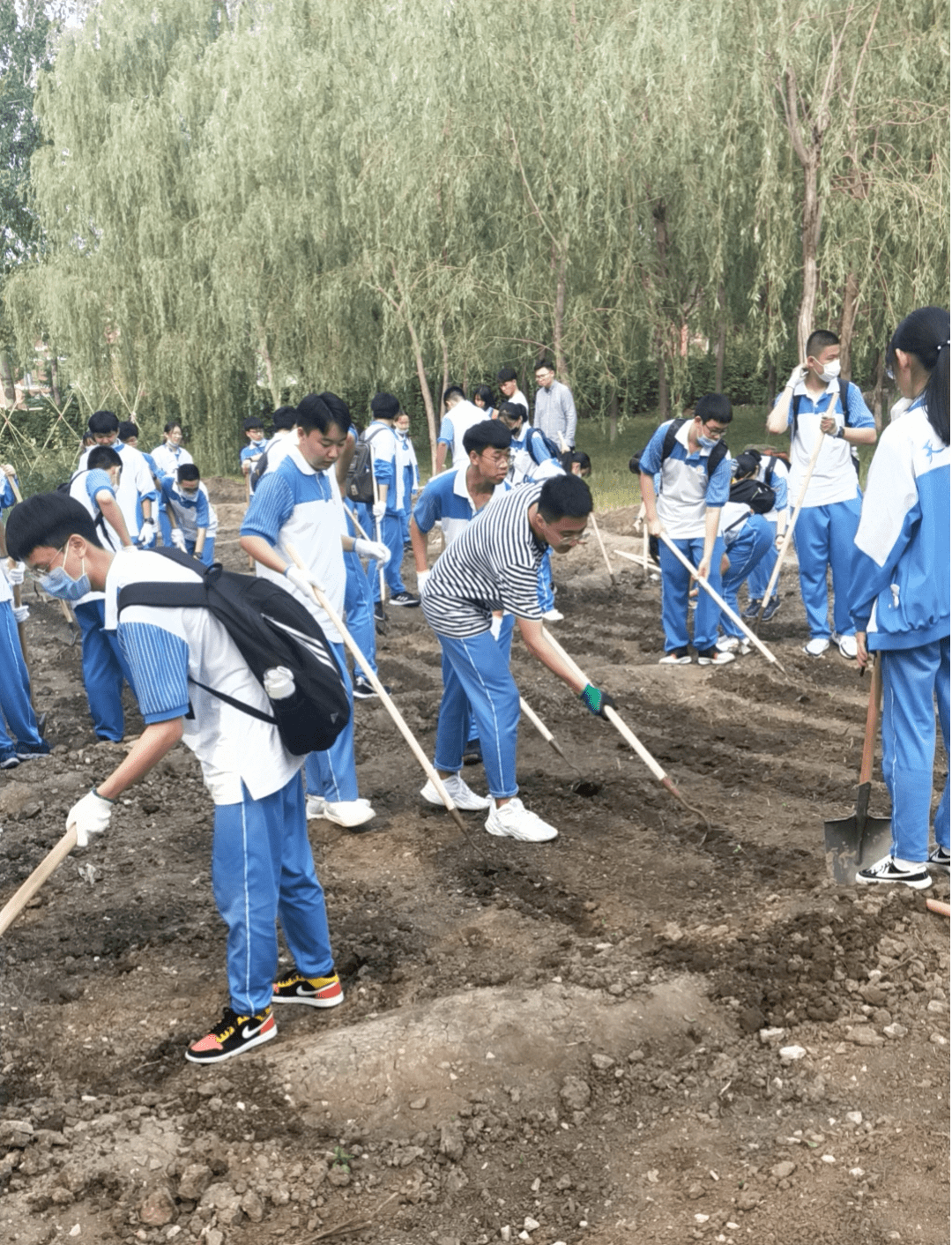 劳动美,丰收乐,我市部分中小学生体验别样劳动日