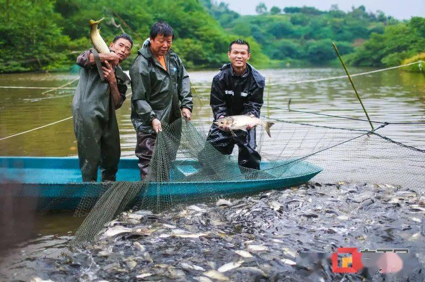 图为9月12日渔民正在加紧打捞养殖的鱼销往市区.