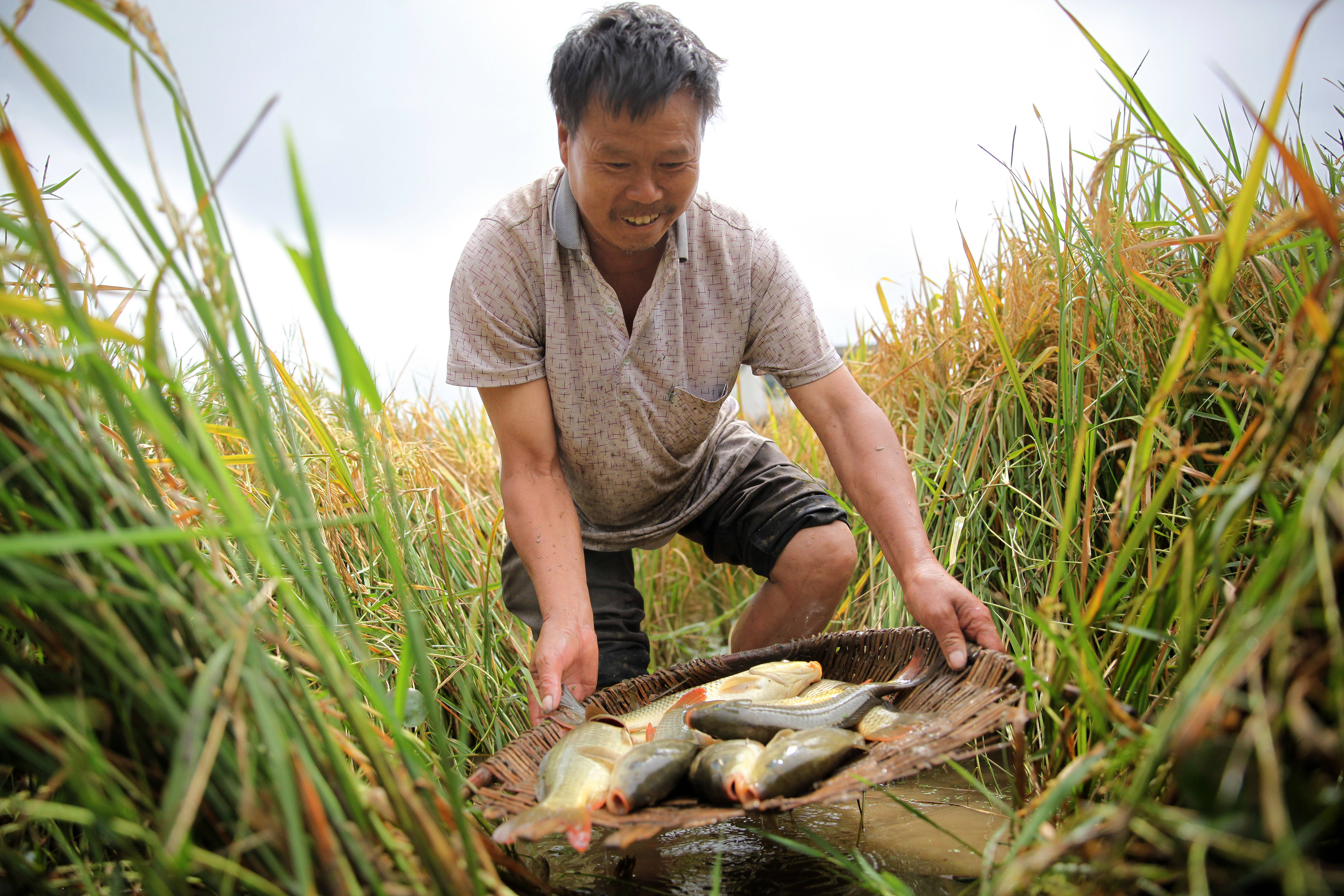 9月24日,贵州省毕节市黔西县洪水镇解放村村民收获稻田鱼.