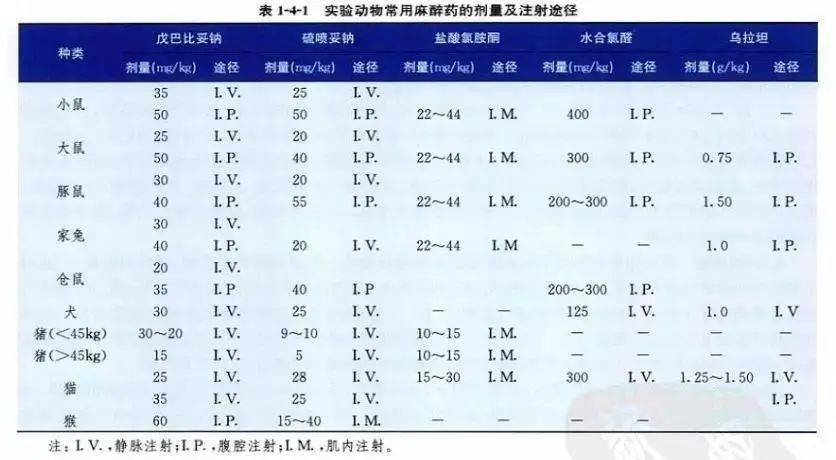 【研途·科研】动物麻醉剂量和途径,你真的清楚吗?