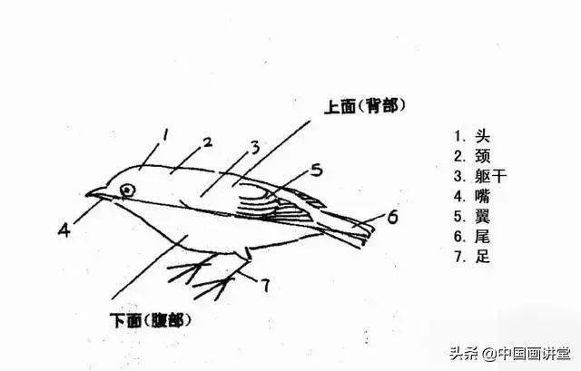 2.鸟类的头部结构.