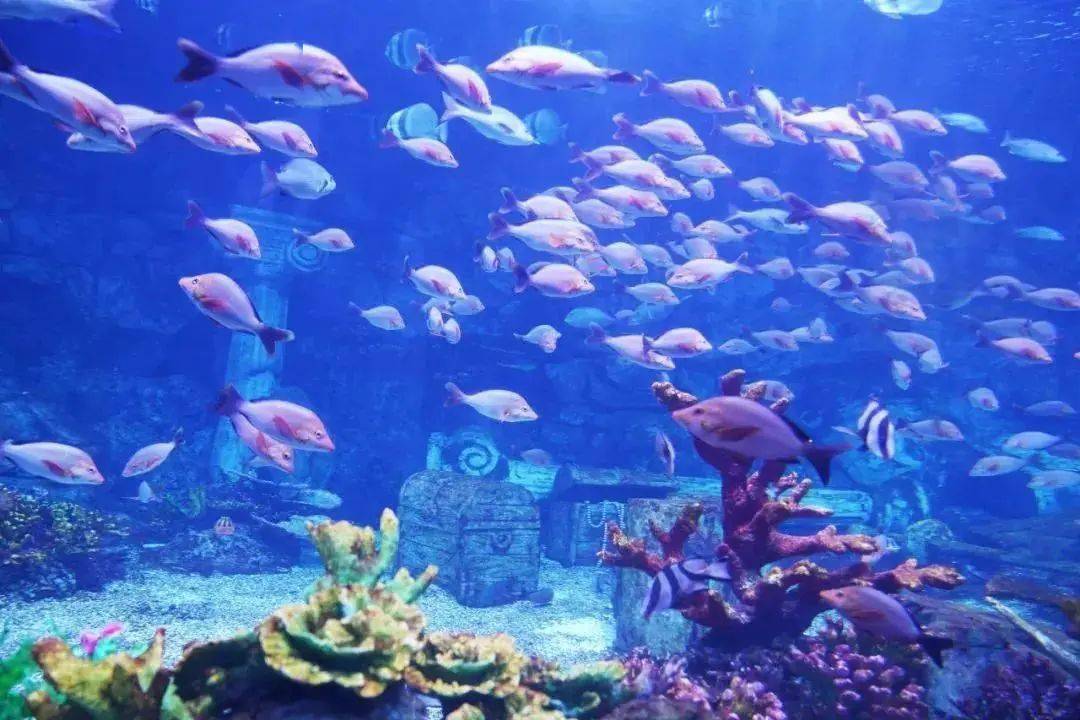 缤纷黄金周别错过曲江海洋极地公园