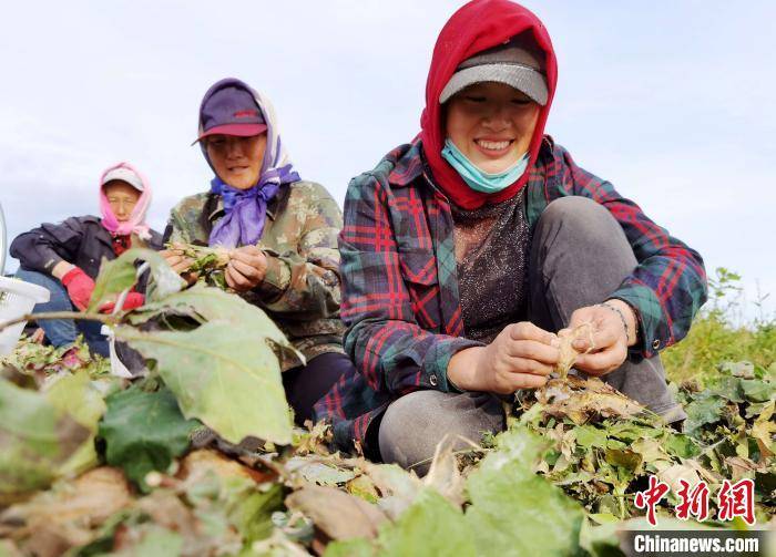 蚕农|呼伦贝尔蚕产业迎来收获季：蚕茧变成“金疙瘩”