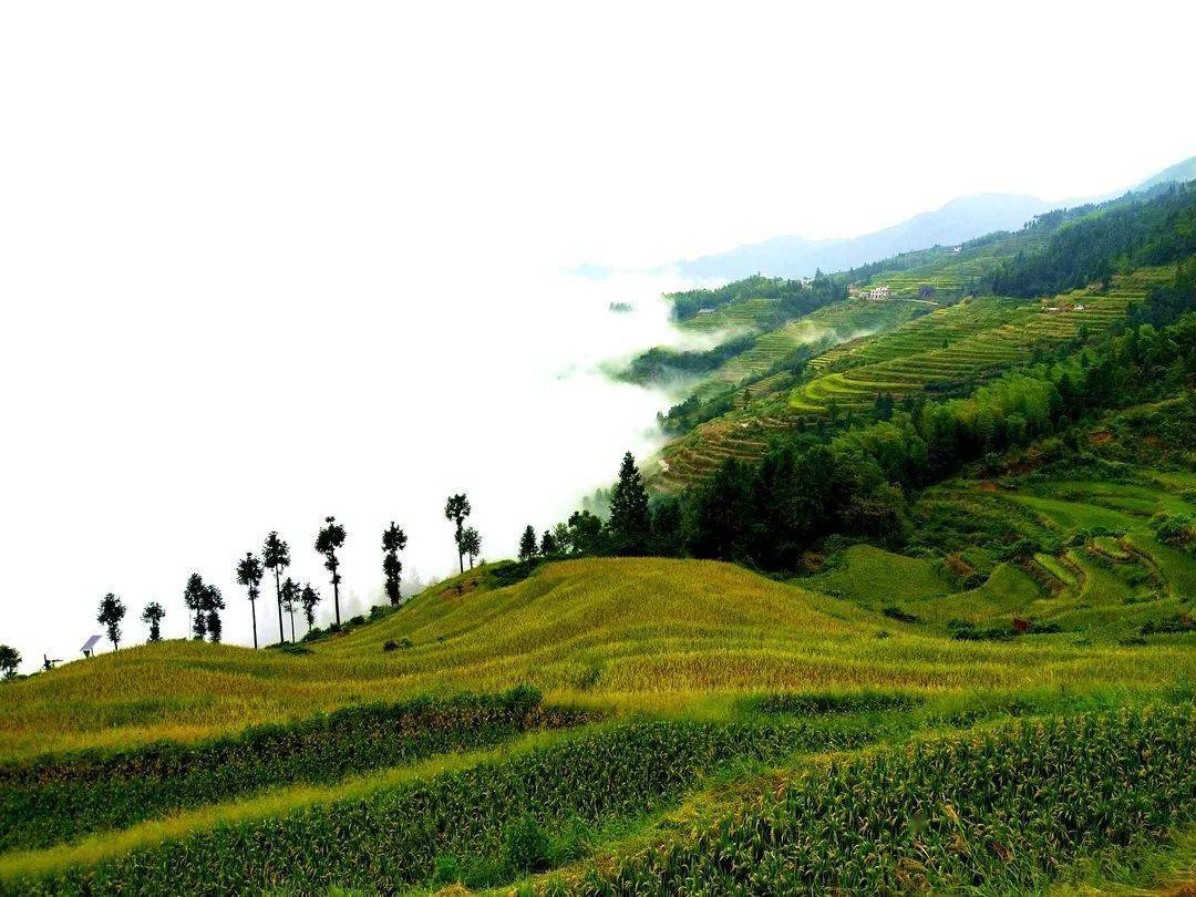 溆浦山背花瑶梯田:黄色的诱惑