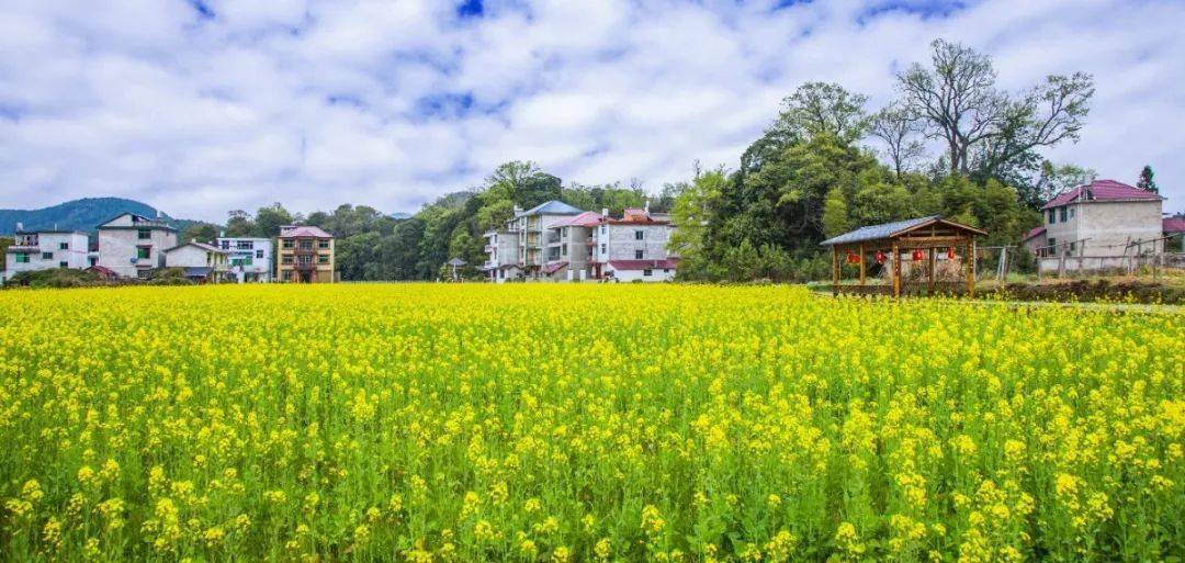 绿盈乡村 | 南平市建阳区麻沙镇水南村:"小扫帚"理出"新家园"