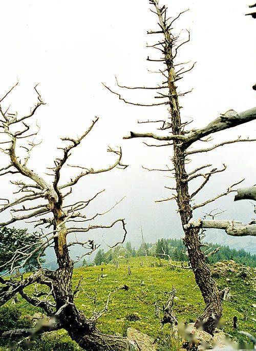 酸雨会危害土壤和植物 :酸雨能加速土