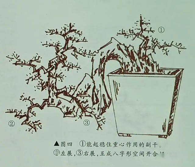 倒挂抬头式悬崖盆景的造型