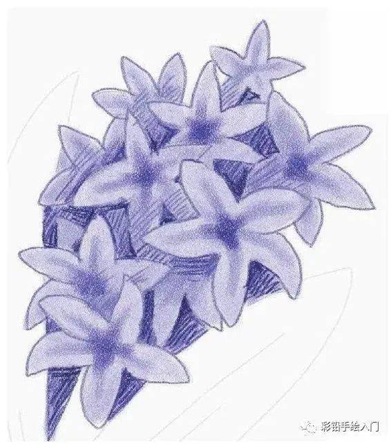 彩铅花卉画教程 | 彩色铅笔~风信子,彩铅花卉画教程步骤