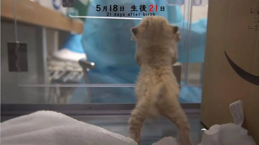 饲养员记录沙漠猫宝宝成长日记…萌到血槽都清空啦!