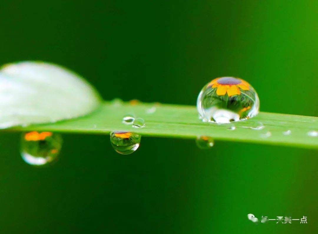 耳畔的风雨声, 跳跃着伤感的旋律, 望着花儿上的泪滴, 心中弥漫着