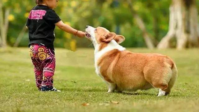 给柯基断尾你觉得残忍吗