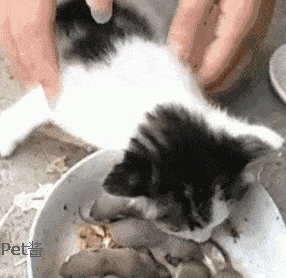 3948911b37d94868babf5473c28f021c.gif