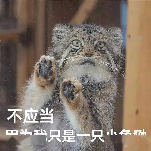 这该死的蠢萌蠢萌的球猫魅力